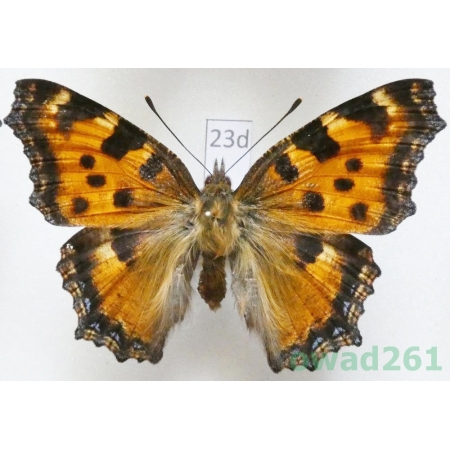 Nymphalis polychloros (Linnaeus, 1758) ex. larva Czech23d